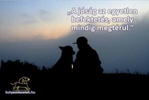 Illyés Gyula idézetek A jóság az egyetlen befektetés