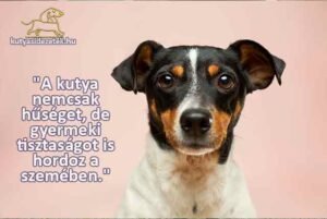 Kis kutya portré – „A kutya nemcsak hűséget, de gyermeki tisztaságot is hordoz a szemében.” – Fekete István