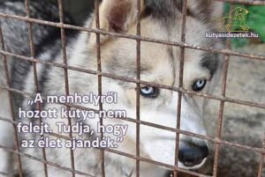 kutyás idézetek A mehelyről hozott kutya nem felejt