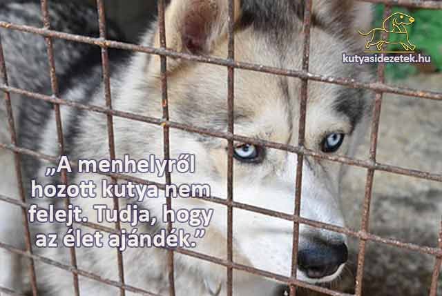 kutyás idézetek A mehelyről hozott kutya nem felejt