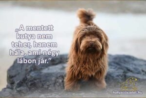 A mentett kutya nem teher