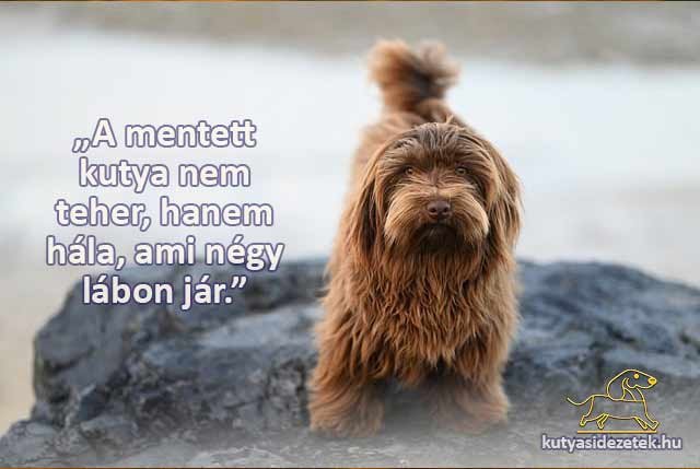 A mentett kutya nem teher