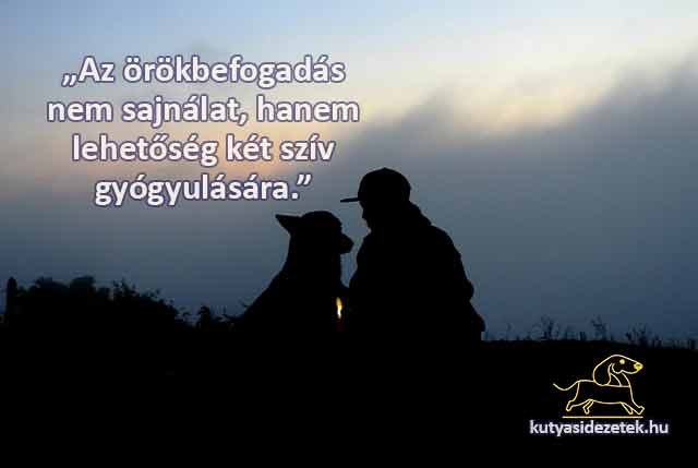 kutyás idézetek Az örökbefogadás nem sajnálat
