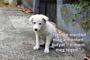 kutyás idézetek Nem te mented meg a mentett kutyát