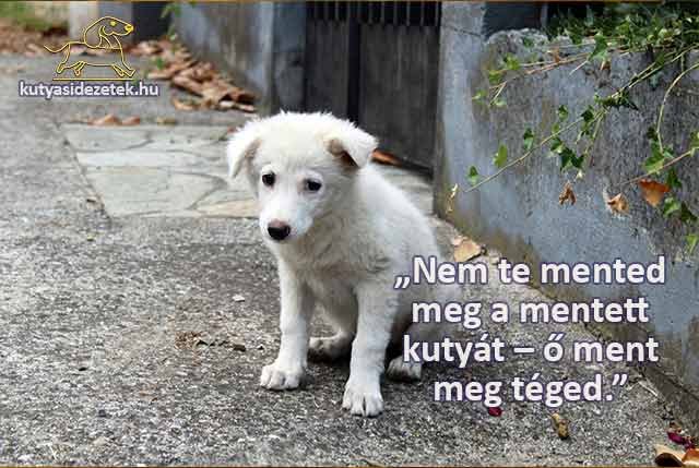 kutyás idézetek Nem te mented meg a mentett kutyát