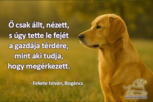 Fekete István idézetek Ő csak állt és nézett