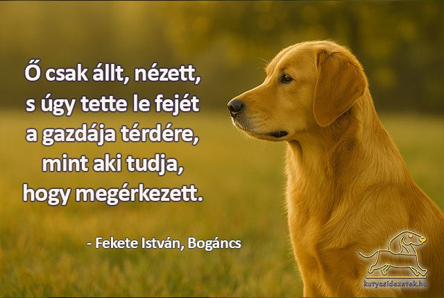 Fekete István idézetek Ő csak állt és nézett