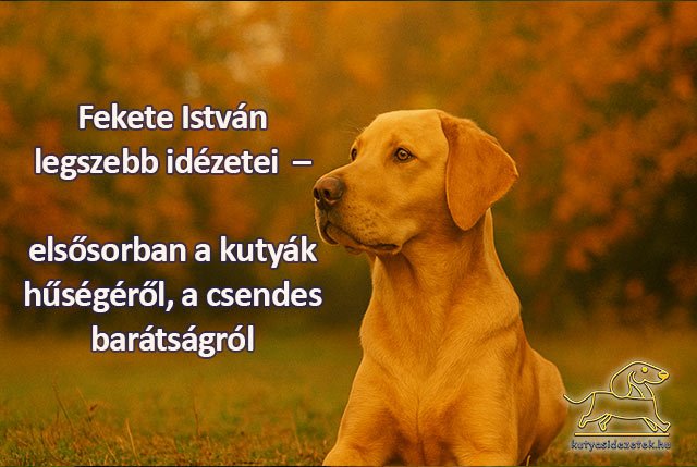 Fekete István idézetek