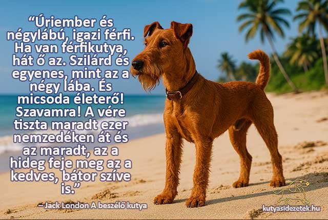 Büszke ír terrier a tengerparton pálmafákkal a háttérben Jack London idézettel.