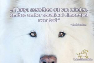 Jack London idézetek A kutya szemében ott van minden