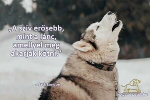 Jack London idézetek A szív erősebb, mint a lánc