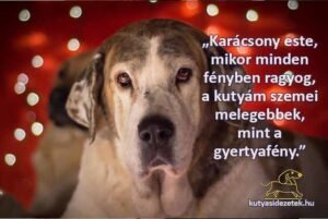 Karácsonyi kutyás idézetek „Karácsony este, mikor minden fényben ragyog, a kutyám szemei melegebbek, mint a gyertyafény.”