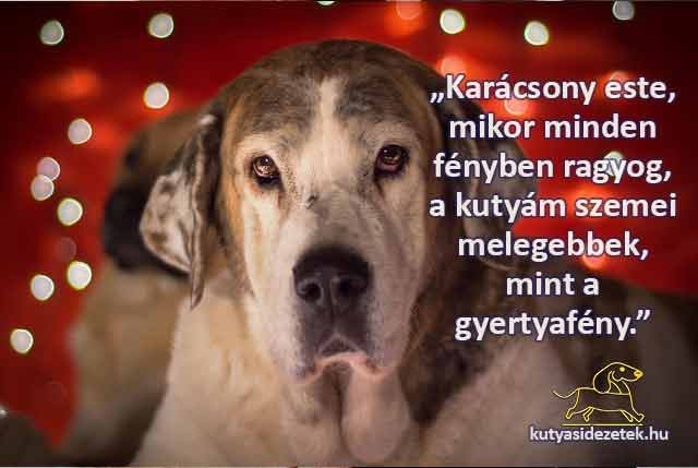 Karácsonyi kutyás idézetek „Karácsony este, mikor minden fényben ragyog, a kutyám szemei melegebbek, mint a gyertyafény.”