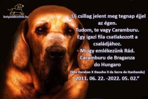 Fila Brasileiro emlékfotó fekete háttéren – búcsú Caramburutól (2011–2022).