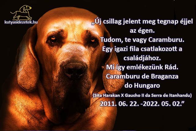 Fila Brasileiro emlékfotó fekete háttéren – búcsú Caramburutól (2011–2022).