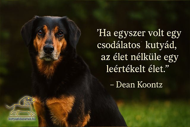 kutya idézet Dean Koontz
