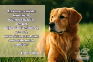 kutya idézetek Ebben nem csalódsz