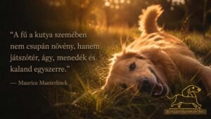Kutyás idézet kép Maurice Maeterlinck idézetével: A fű a kutya szemében nem csupán növény, hanem játszótér, ágy, menedék és…