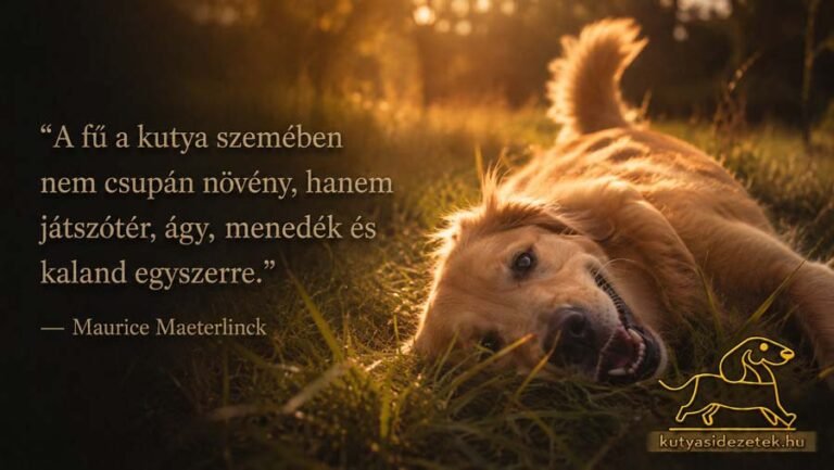 A fű a kutya szemében nem csupán növény, hanem játszótér, ágy, menedék és kaland egyszerre.