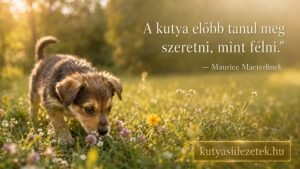 Kutyás idézet kép Maurice Maeterlinck idézetével: A kutya előbb tanul meg szeretni, mint félni.