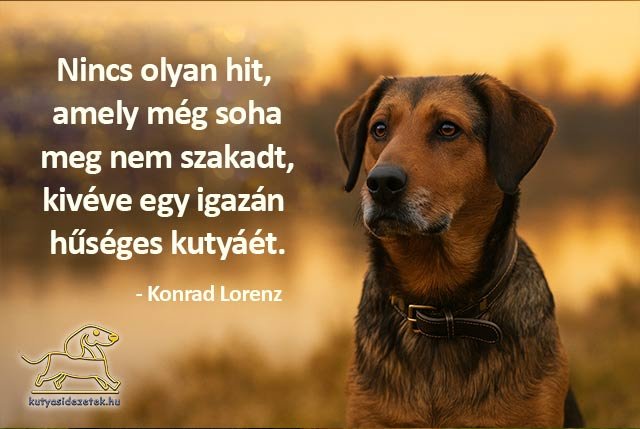 Konrad Lorenz kutyás idézet