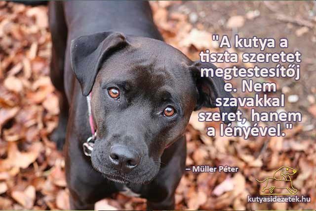 kutyás idézetek A kutya a tiszta szeretet megtestesítője.