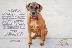 kutyás idézetek A kutya olyan, mint a szeretet