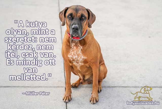 kutyás idézetek A kutya olyan, mint a szeretet