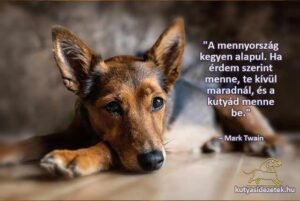 kutyás idézetek A mennyország a kegyen alapul