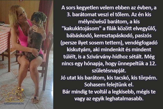kutyás idézetek A sors kegyetlen velem ebben az évben