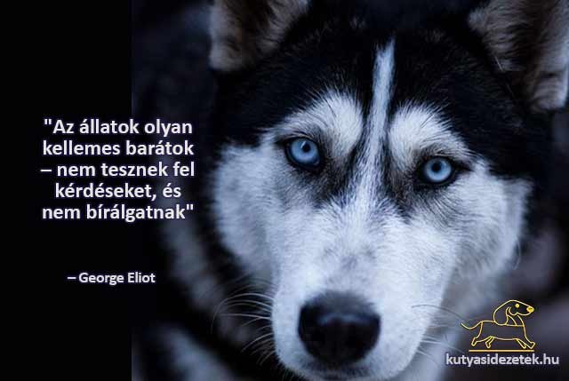 kutyás idézetek Az állatok olyan kellemes barátok