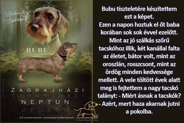 kutyás idézetek Bubu tiszteletére