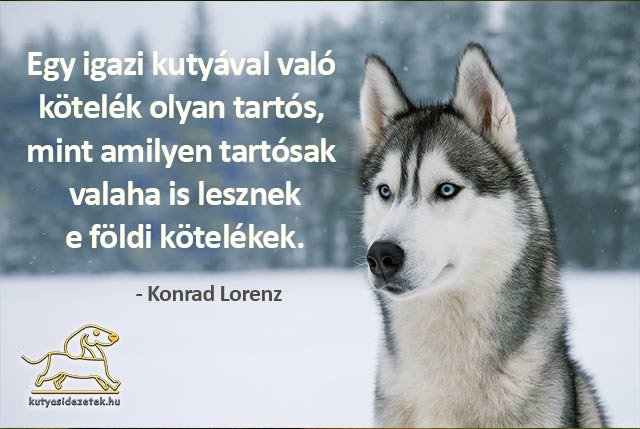 kutyás idézetek Egy igazi kutyával..