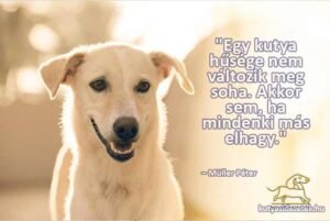 kutyás idézetek Egy kutya hűsége nem változik meg soha