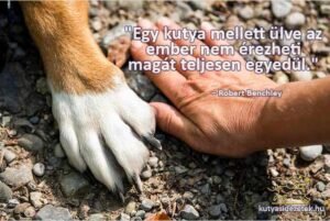 kutyás idézetek Egy kutya mellett ülve