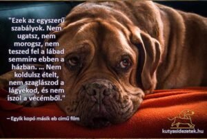 kutyás idézetek Ezek az egyszerű szabályok. Nem ugatsz, nem morogsz