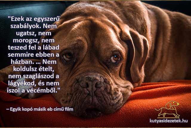 kutyás idézetek Ezek az egyszerű szabályok. Nem ugatsz, nem morogsz