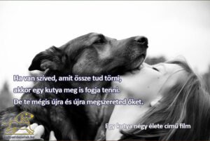 Kutyás idézetek filmekből Egy kutya négy élete