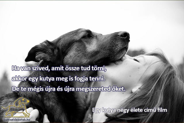 Kutyás idézetek filmekből Egy kutya négy élete
