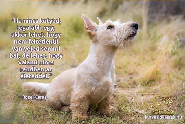 kutyás idézetek - Ha nincs kutyád, legalább egy