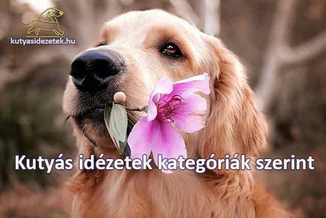 Aranyos golden retriever rózsaszín virággal a szájában – „Kutyás idézetek kategóriák szerint” felirat