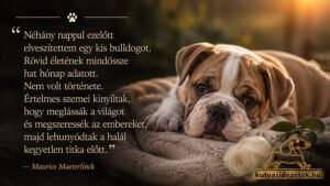 Szomorú tekintetű bulldog kölyök puha takarón fehér rózsa mellett, Maurice Maeterlinck megható kutyás idézetével
