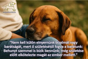 kutyás idézetek Nem kell külön elnyernünk a bizalmát