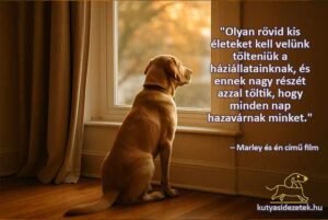 kutyás idézetek Olyan rövid kis életeket kell velünk tölteniük a háziállatainknak