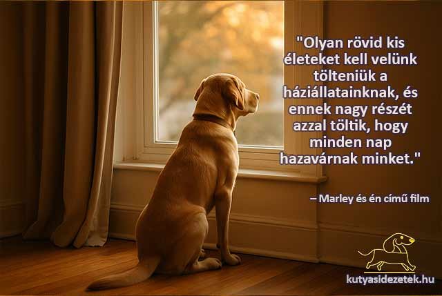 kutyás idézetek Olyan rövid kis életeket kell velünk tölteniük a háziállatainknak