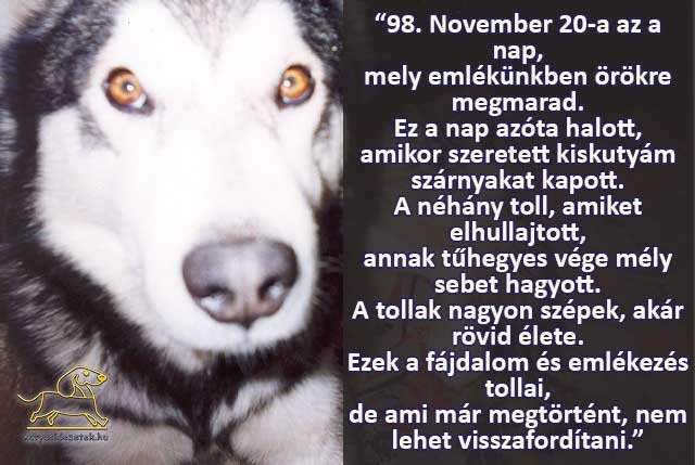 Kutyás versek 98. november 20-a az a nap