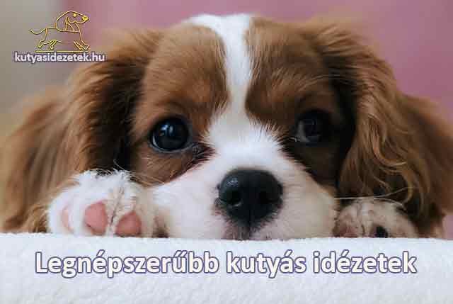 Aranyos kölyökkutya közelről, a mancsát pihenteti – „Legnépszerűbb kutyás idézetek” felirattal