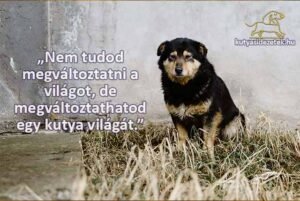 kutyás idézetek Nem tudod egváltoztatni a világot