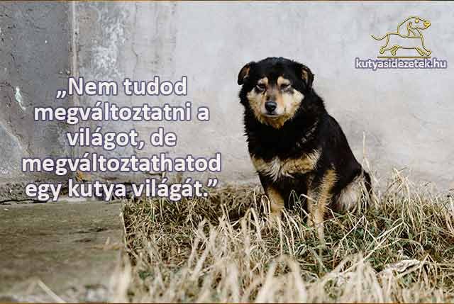 kutyás idézetek Nem tudod egváltoztatni a világot