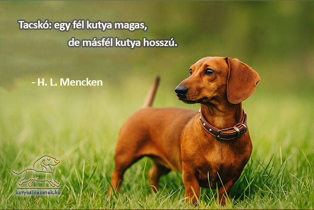 tacskó idézetek H. L. Mencken